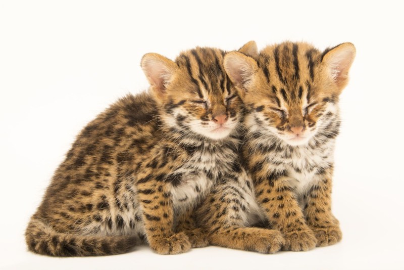 Маленькие маленькие Дикие кошки