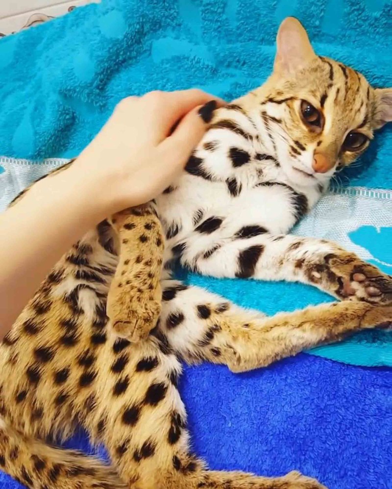 Азиатская леопардовая кошка