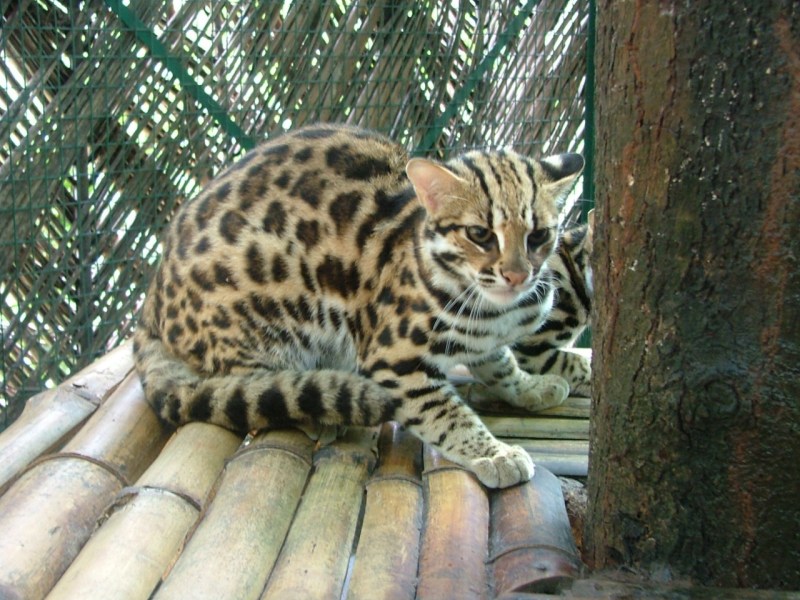 Бенгальская кошка Дикая