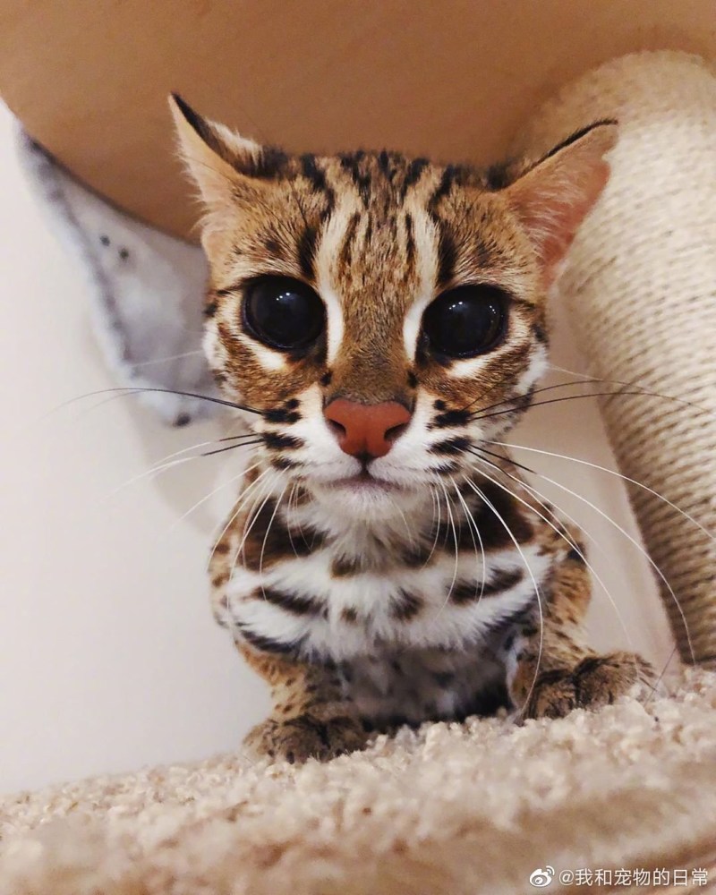 Азиатская леопардовая кошка