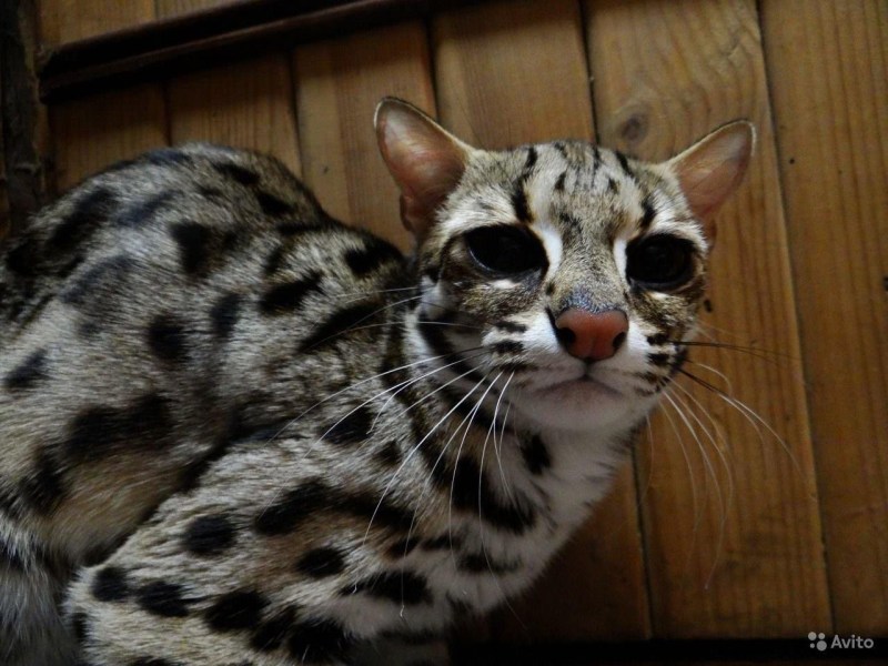 Азиатская леопардовая кошка