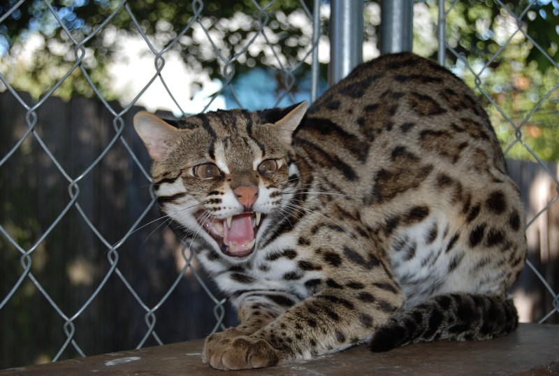 Леопардовый кот Prionailurus bengalensis