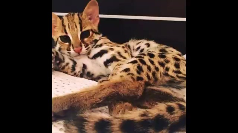 Азиатская леопардовая кошка