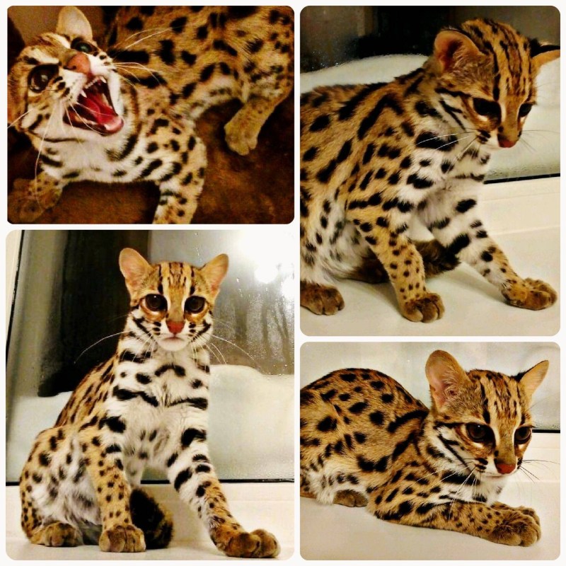 Азиатская леопардовая кошка алк