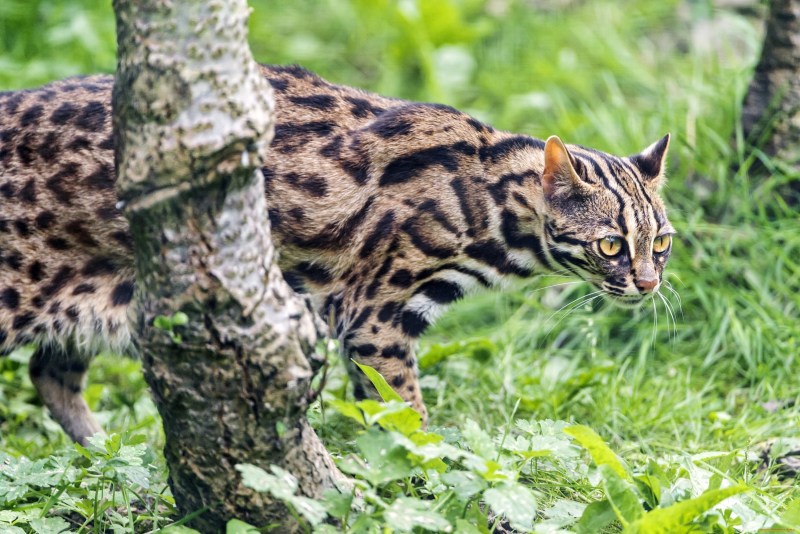 Бенгальская кошка Дикая