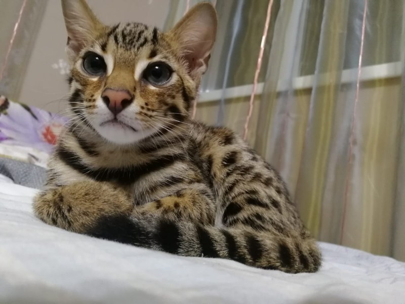 Азиатская леопардовая кошка алк