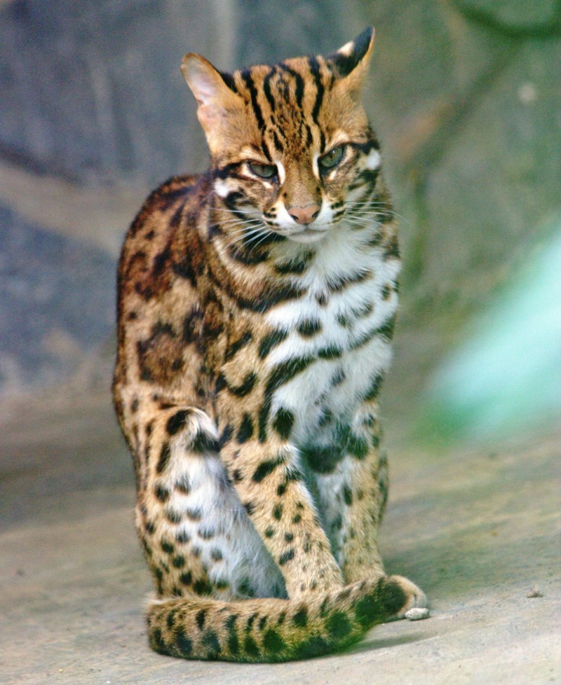 Бенгальская кошка Дикая