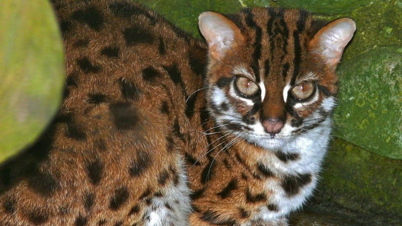 Дальневосточный Лесной кот (Prionailurus bengalensis euptilurus)