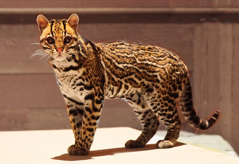 Бенгальская (Felis Silvestris catus) (Prionailurus bengalensis)
