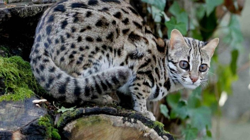 Амурский леопардовый кот
