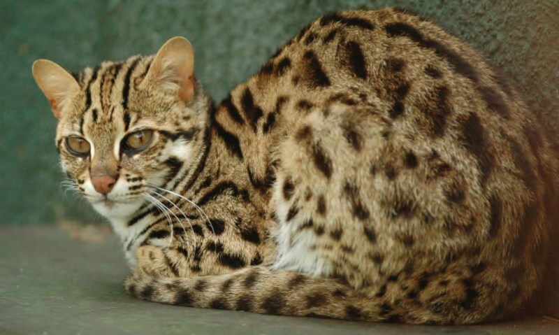 Дикая Бенгальская леопардовая кошка