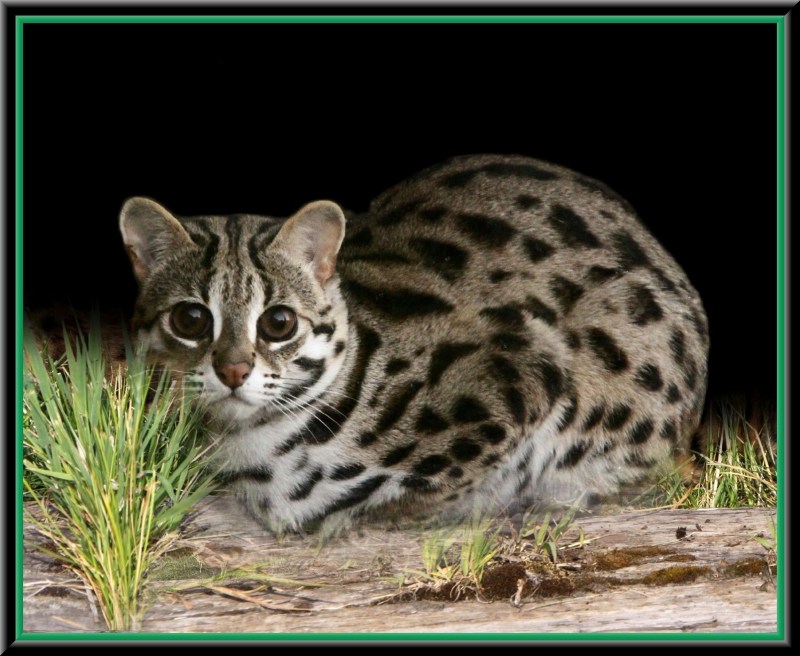 Бенгальская кошка