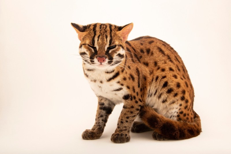Саванна кошка