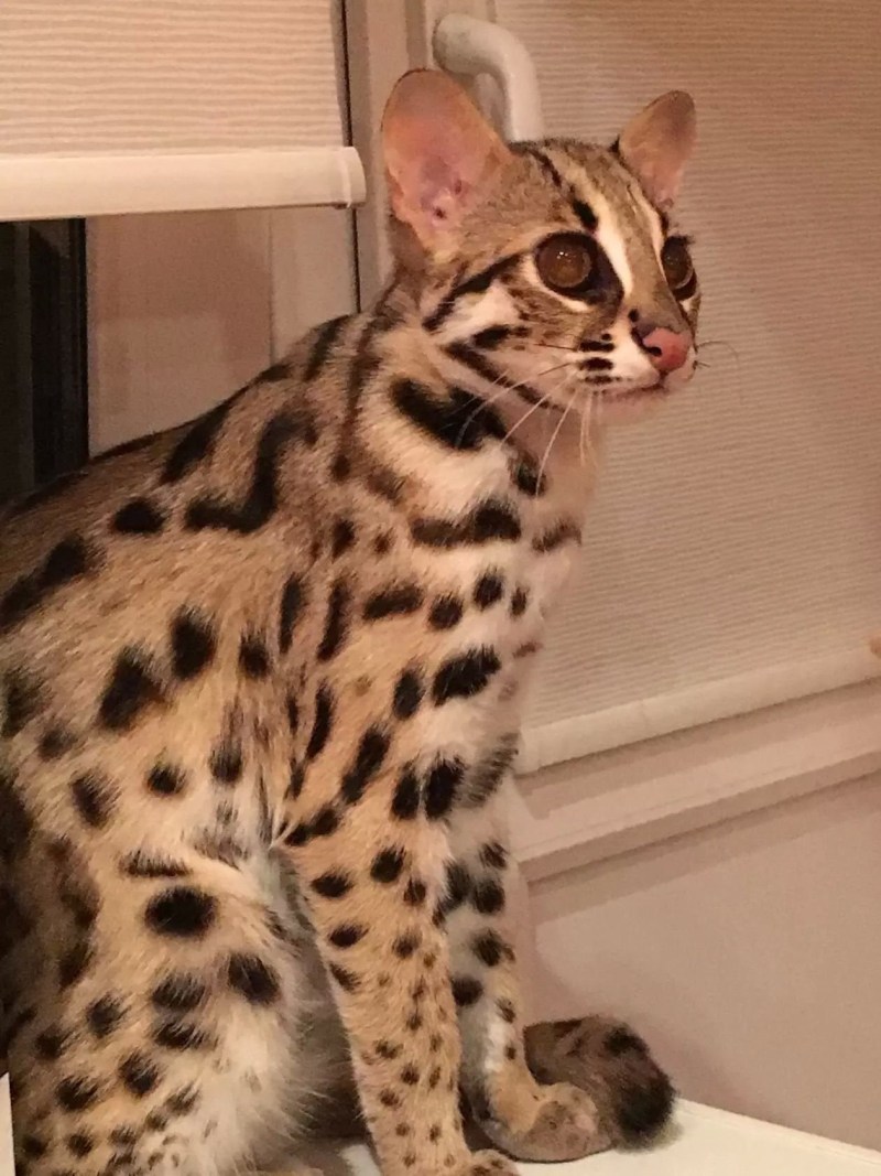 Азиатская леопардовая кошка