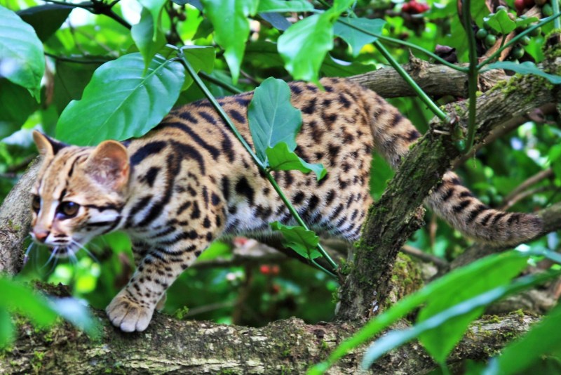 Леопардовый кот Prionailurus bengalensis