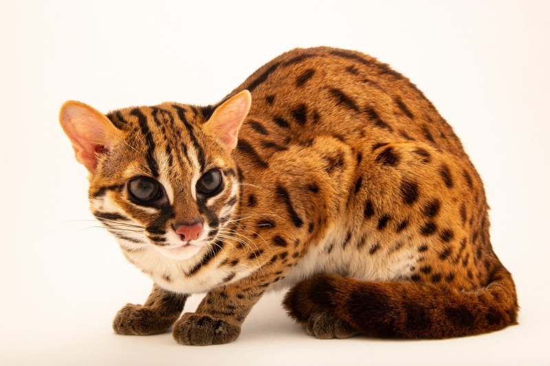 Prionailurus bengalensis