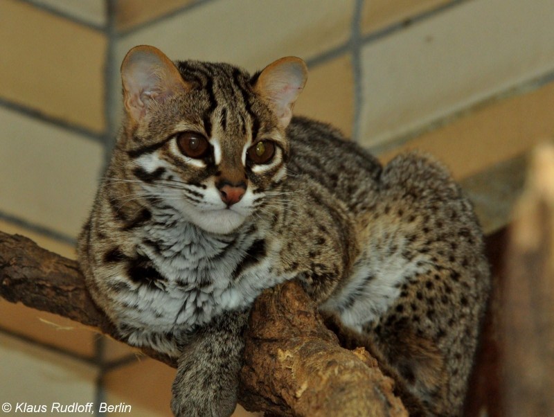 Леопардовой кошки Prionailurus bengalensis