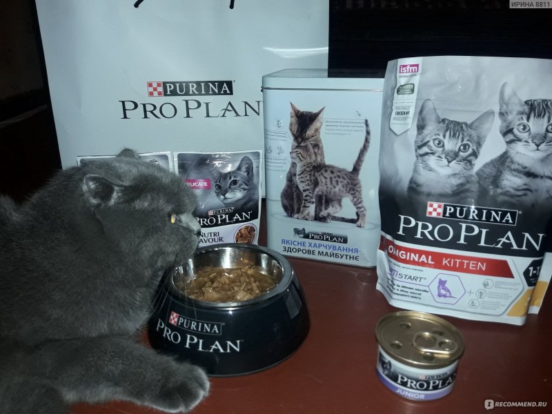 Лучшие влажные корма для котят
