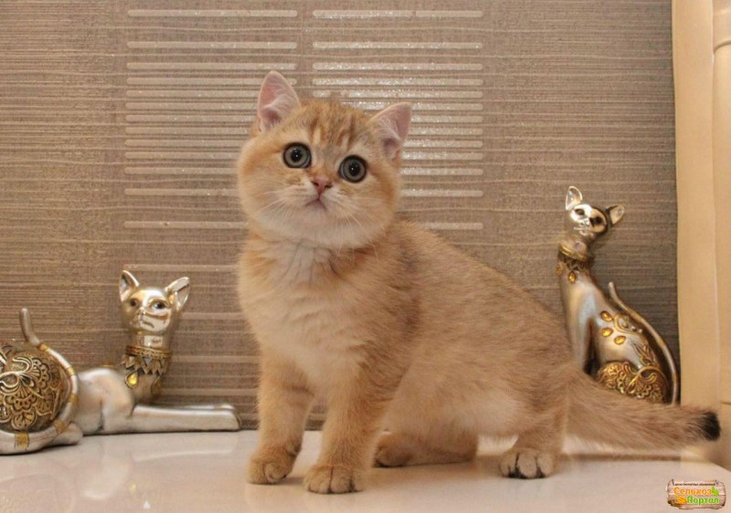 Кот британец рыжий котенок
