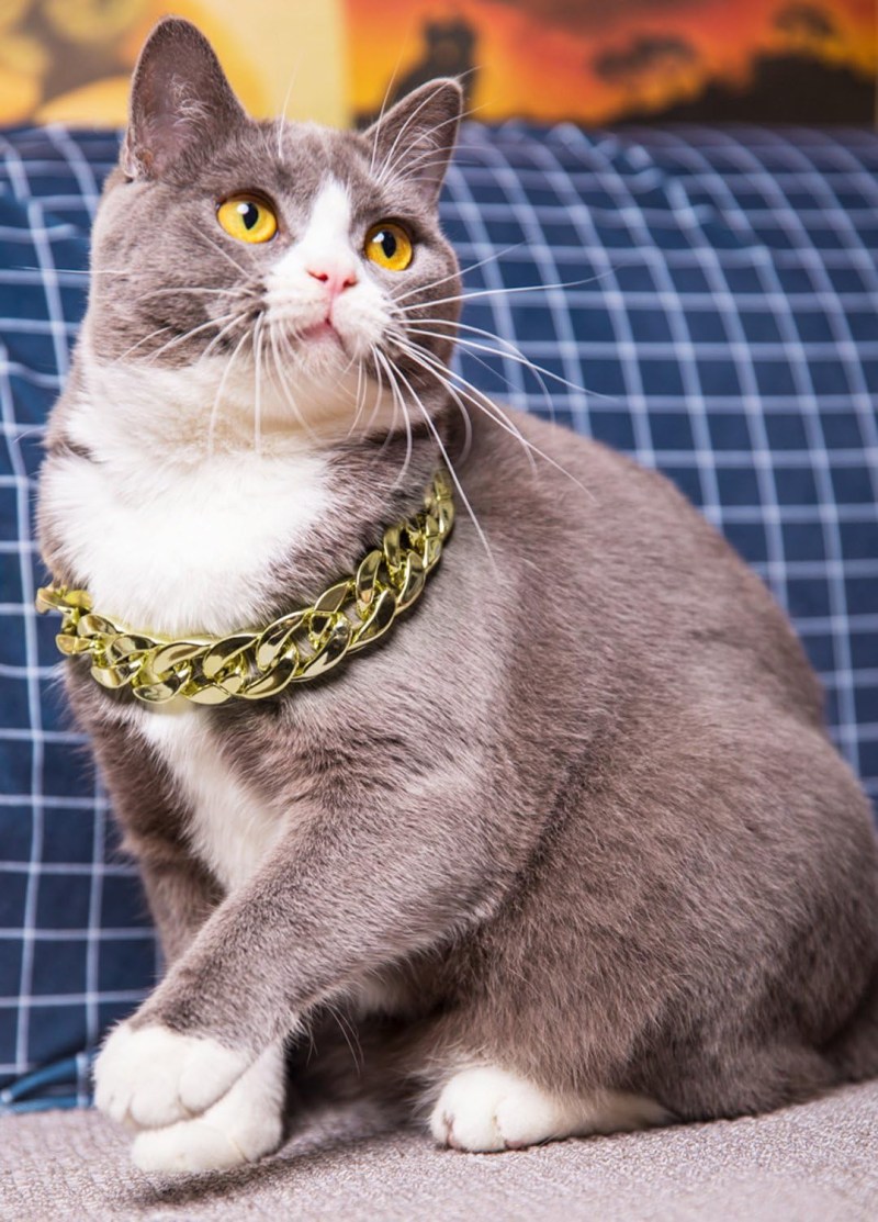 Цепочка для кошек