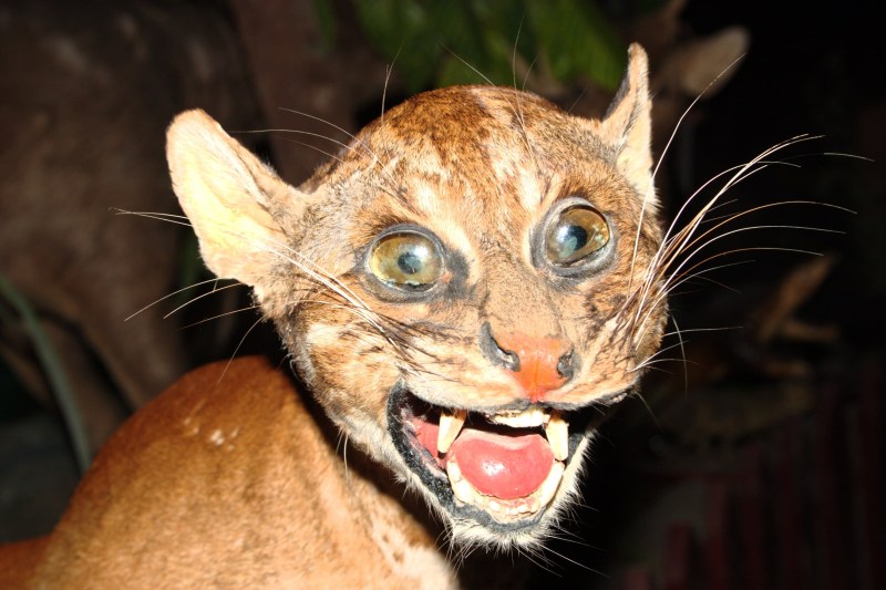 Калимантанская кошка (Catopuma Badia)