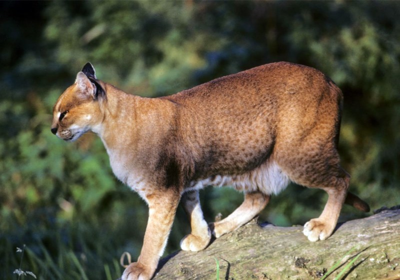 Золотая кошка (profelis aurata)