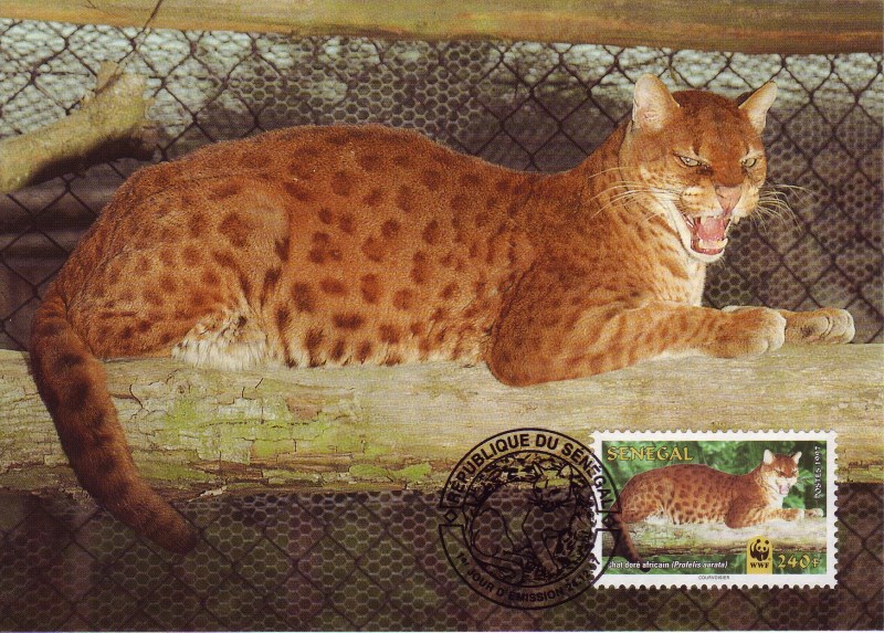 Золотая кошка (profelis aurata)