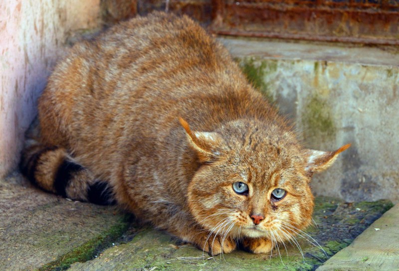 Сибирский камышовый кот