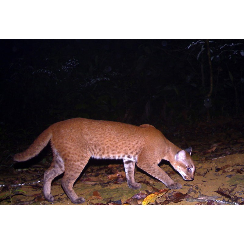 Золотая кошка (profelis aurata)