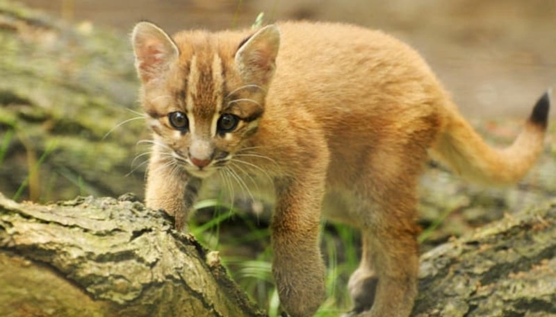 Кошка Темминка (Catopuma temminckii)