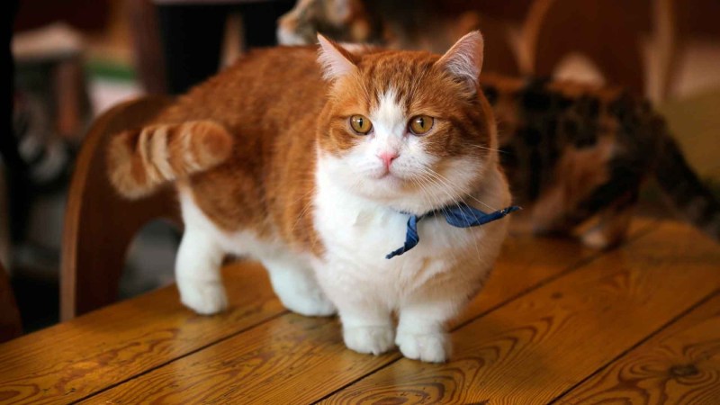 Манчкин кот