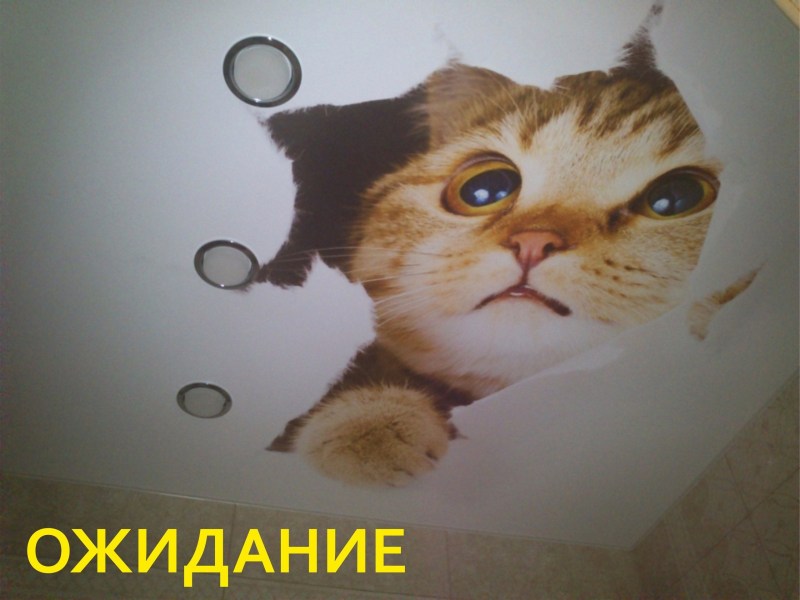 Фотопечать на натяжные потолки кот