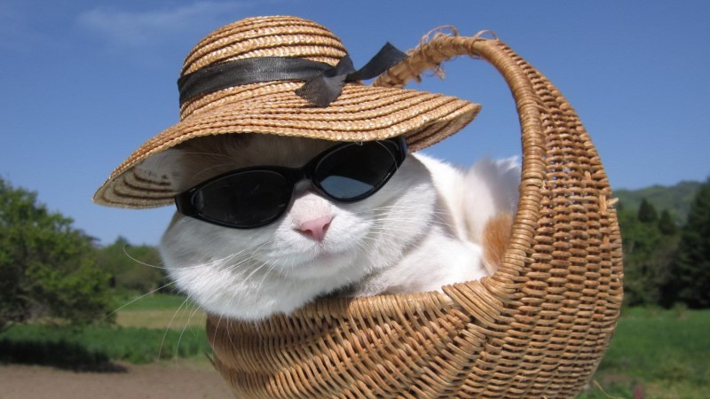 Кот на даче