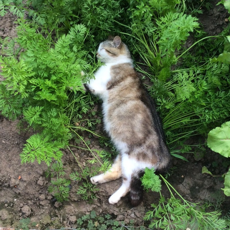 Кот в огороде