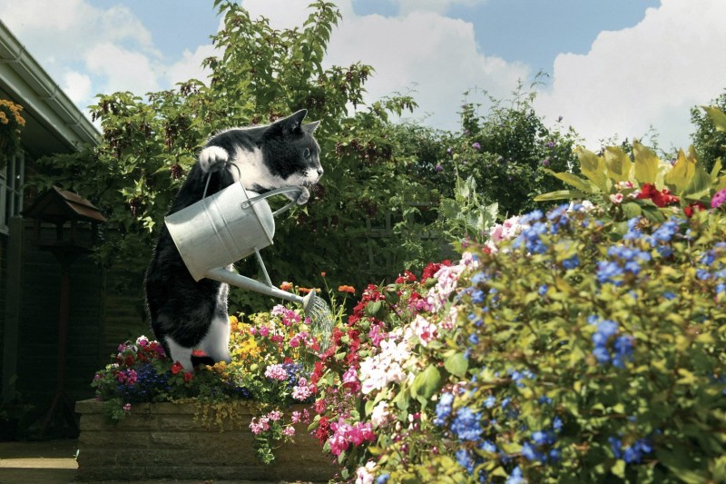 Кот на даче