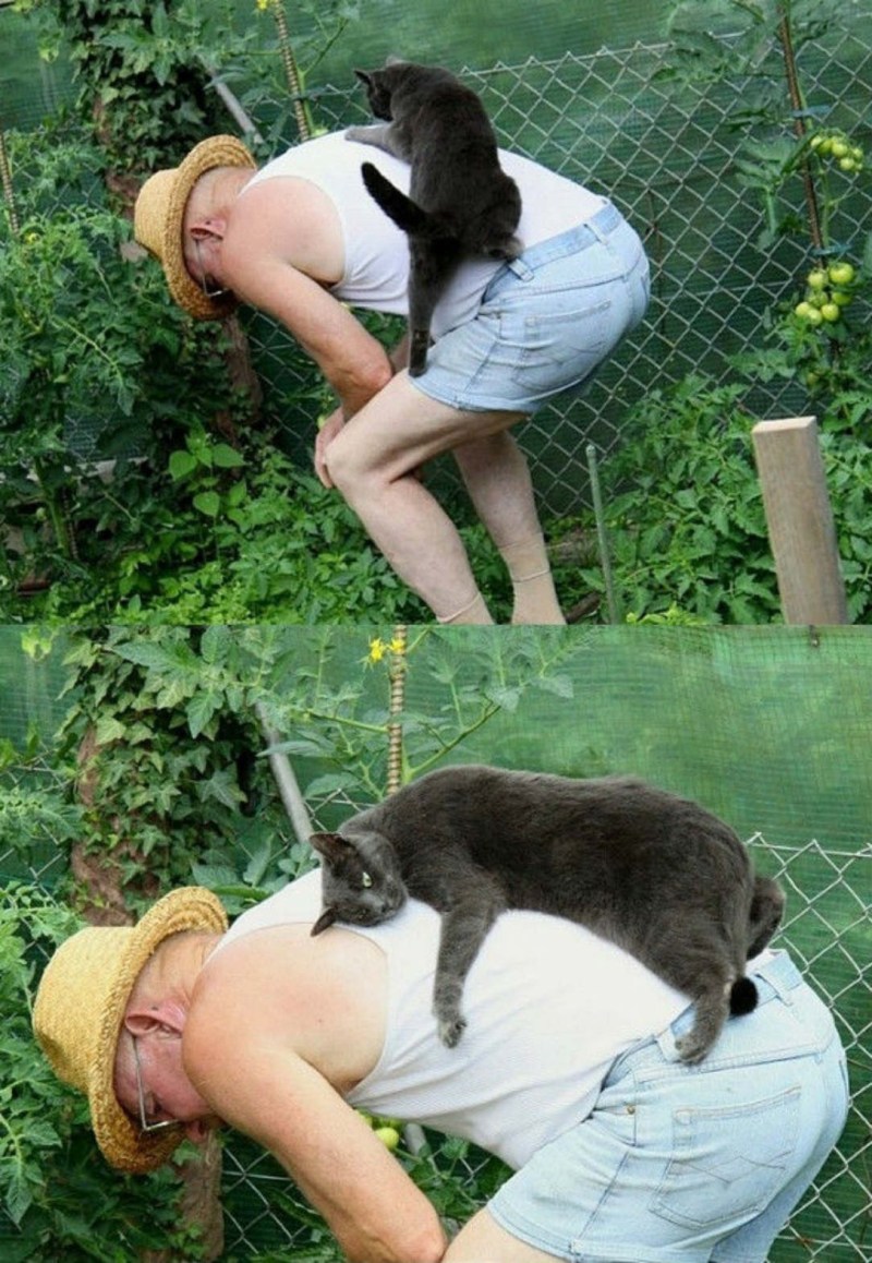 Кот на даче прикол