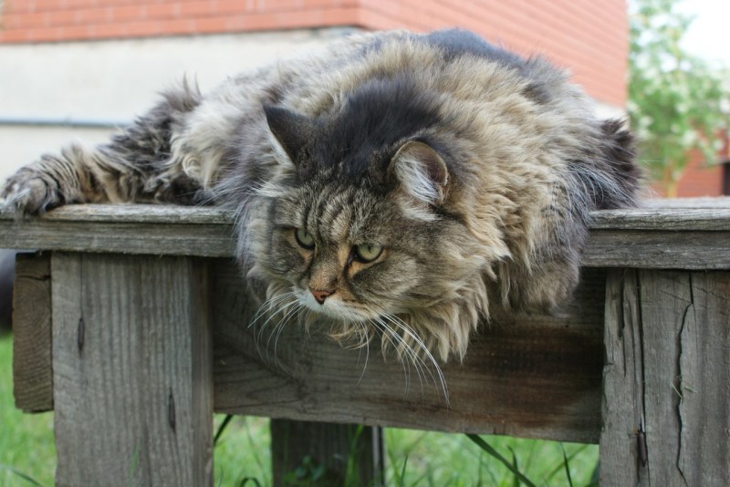 Коты на даче