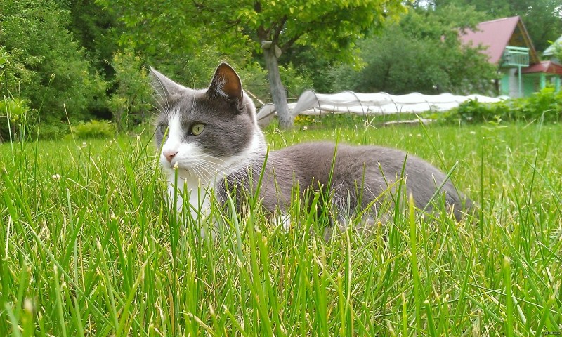 Дачный кот