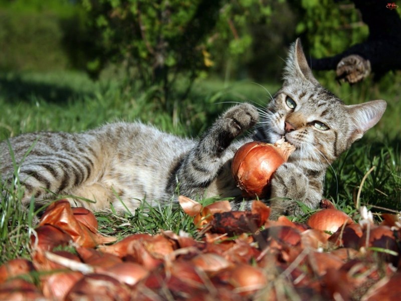 Животные на даче