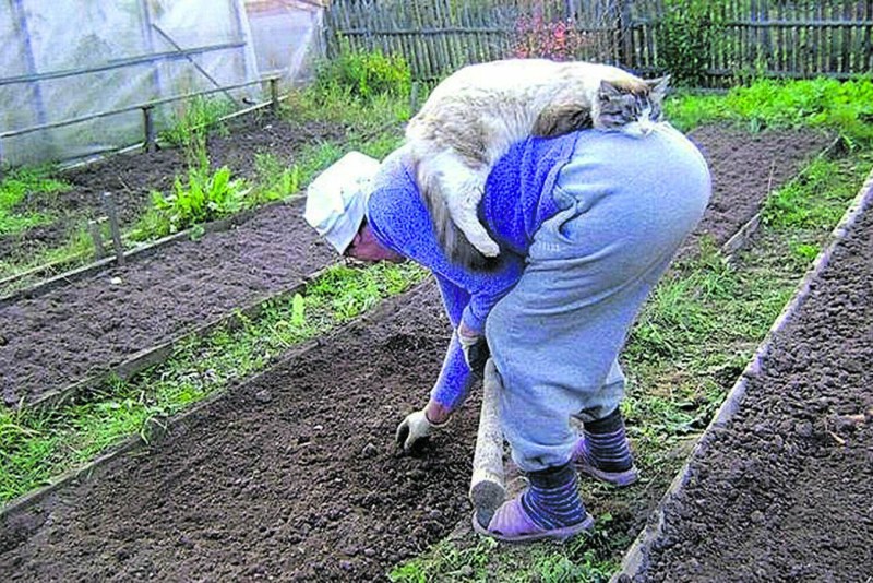 Бабка на грядке