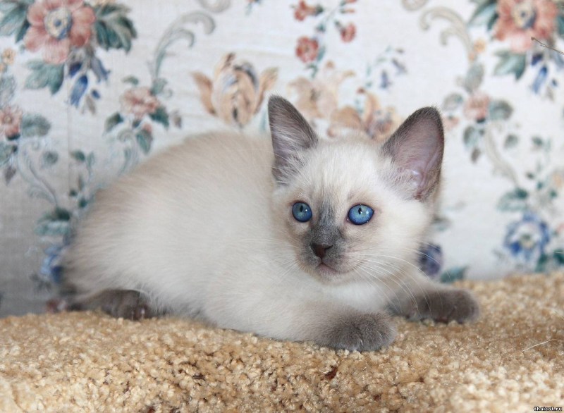 Сиамский котёнок девочка