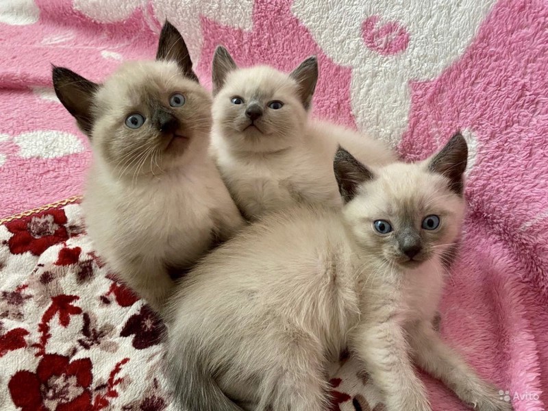 Тайский котенок Кстово