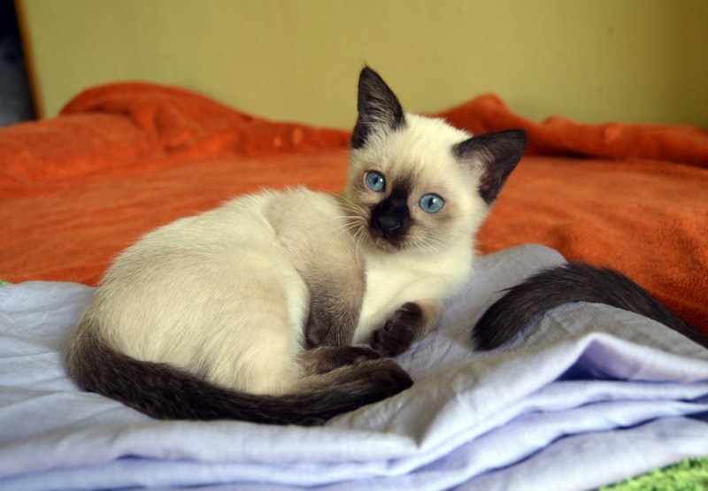 Сиамские тайские котята