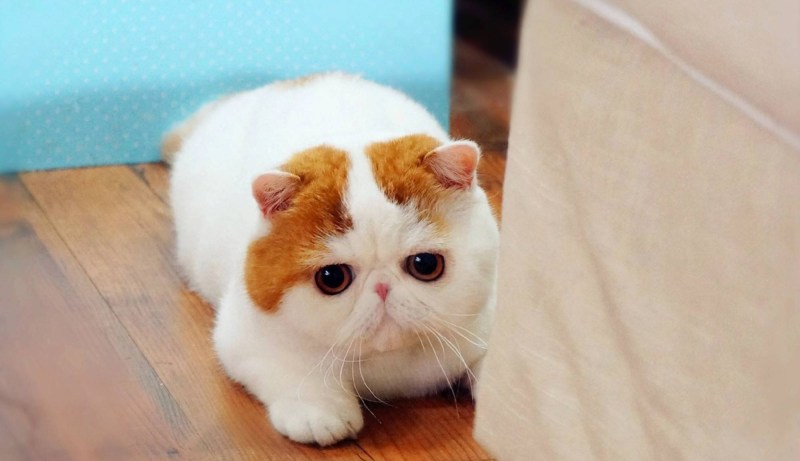 Вислоухий экзот Манчкин