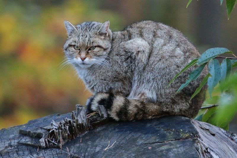 Шотландская Лесная кошка