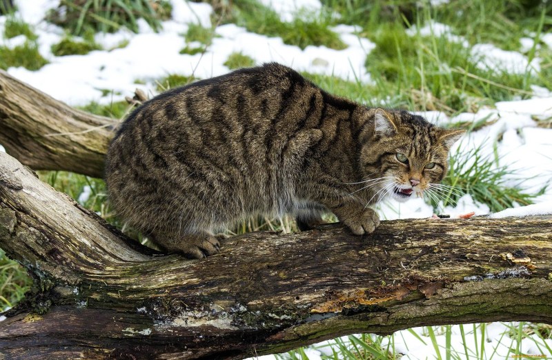 Европейский Лесной кот камышовый