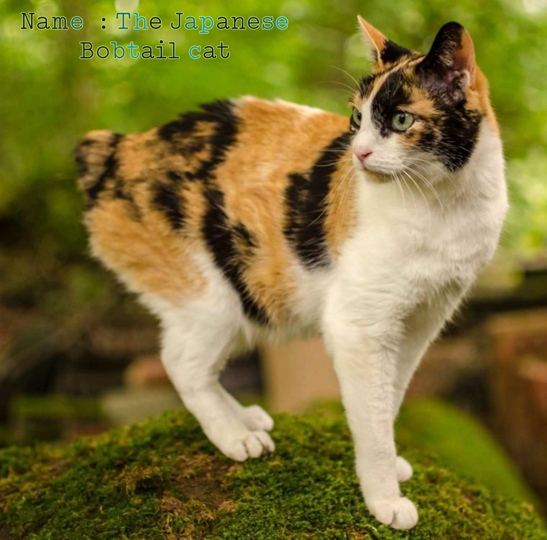названия и фото японских кошек