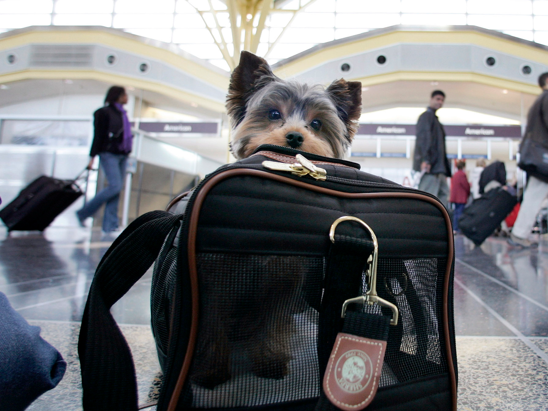Животные в аэропорту. Переноска для животных в аэропорту. Собака в самолете. Авиаперевозка животных. Pet travel