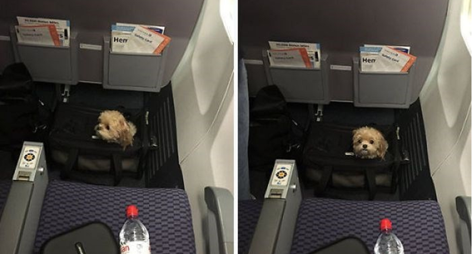 Можно перевозить собак в самолете. Животные в салоне самолета. Отсек для животных в самолете. Багажный отсек для животных. Багажный отсек для животных в самолете.