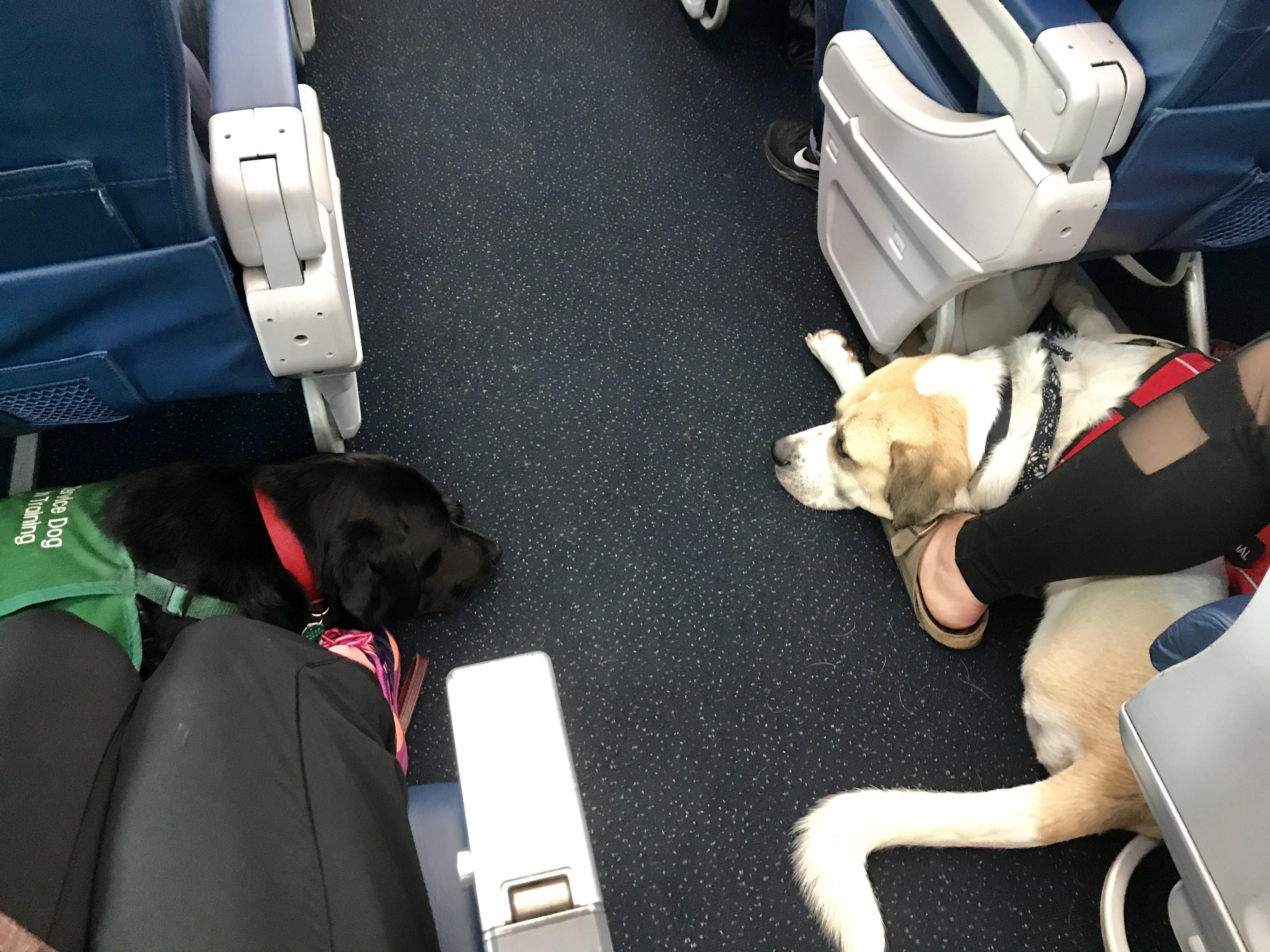 Можно с собакой в самолет. Собака в салоне самолета. Провоз собак в салоне самолета. Служебная собака в самолете. Животные в салоне самолета.